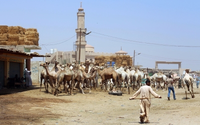Targ wielbłądów, Birkash, Egipt, 2016