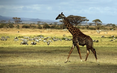 Amboseli, Kenia, 2014