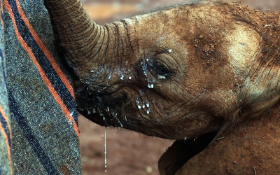 Nairobi Park & Sheldrick elephant orphanage, Kenia, 2014