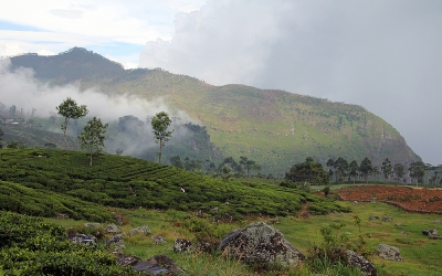 Plantacje herbaty, Sri Lanka, 2012